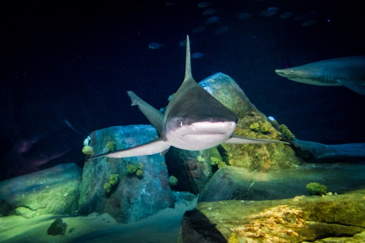 Photo of Sandbar Shark