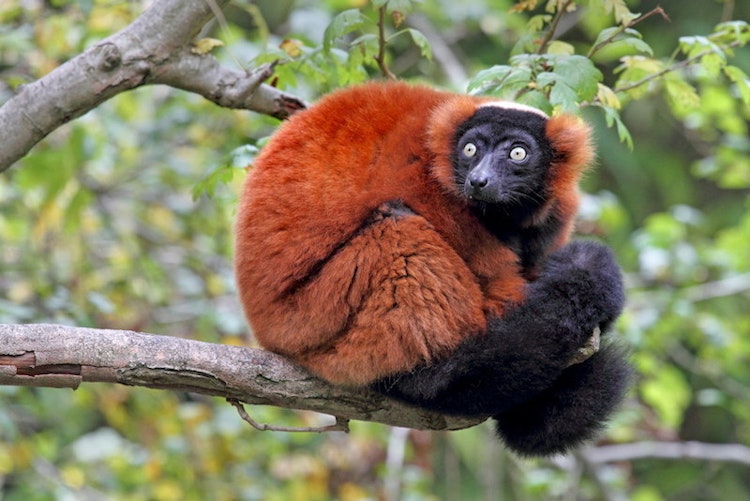 Photo of Red-ruffed Lemur