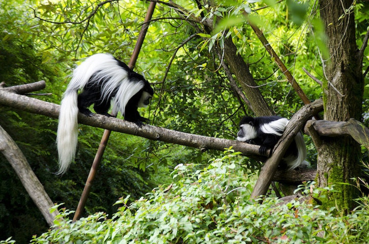 Photo of Colobus Monkey