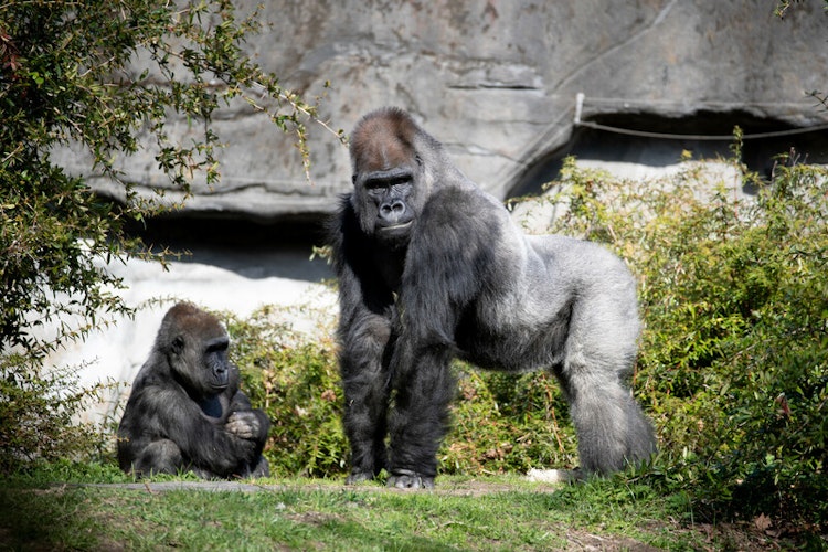 Photo of Gorilla