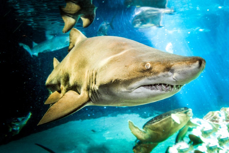Photo of Sand Tiger Shark