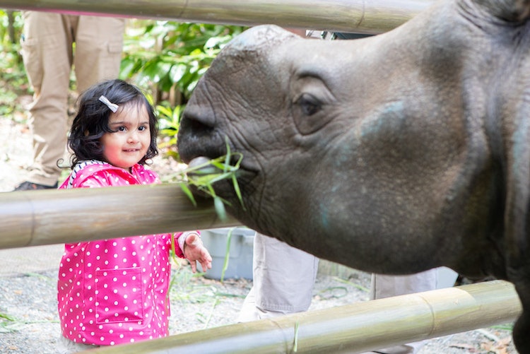 Photo of Rhino Encounter*