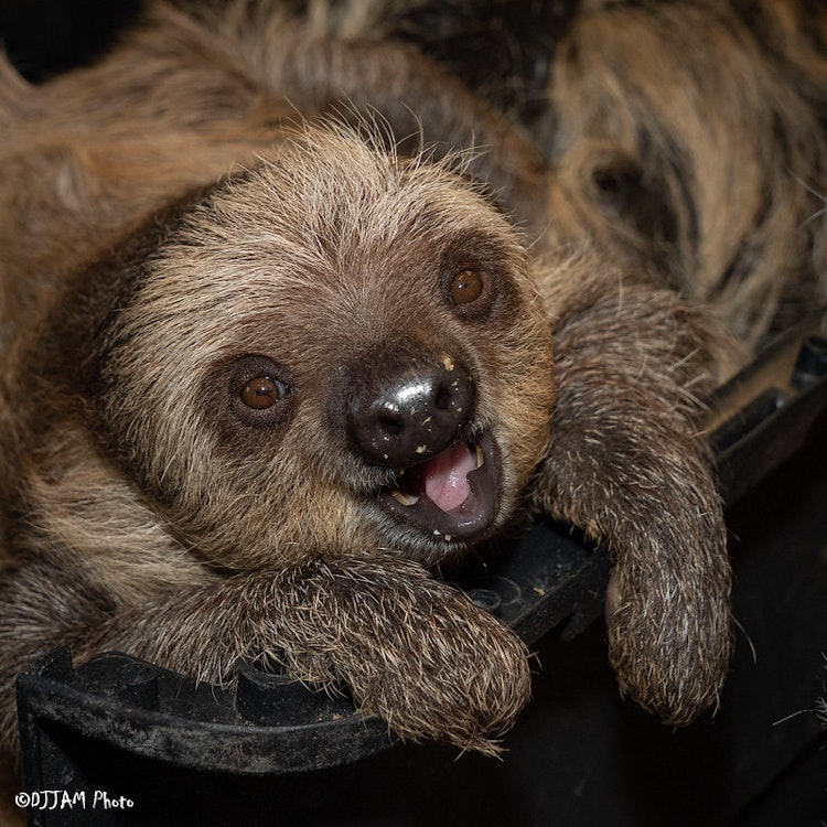 Photo of Juno the Two-toed Sloth