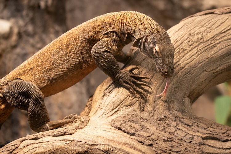 Photo of Komodo Dragon