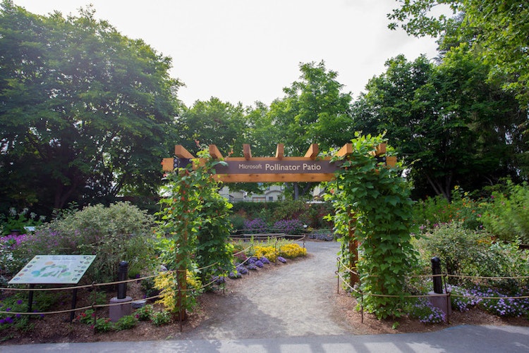 Photo of Microsoft Pollinator Patio