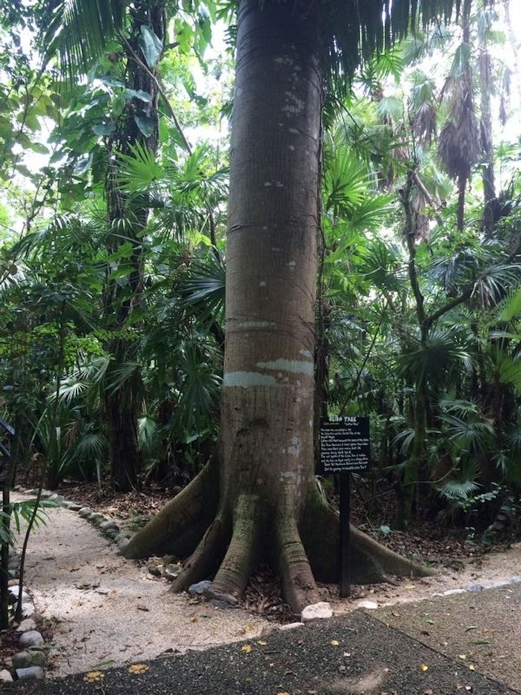 Photo of Ceiba Tree