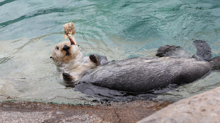 Photo of Sea Otters Habitat