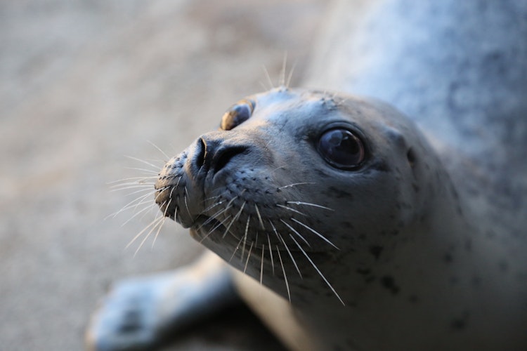 Photo of Pinniped Habitat