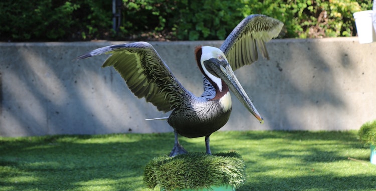 Photo of Pelican Stage
