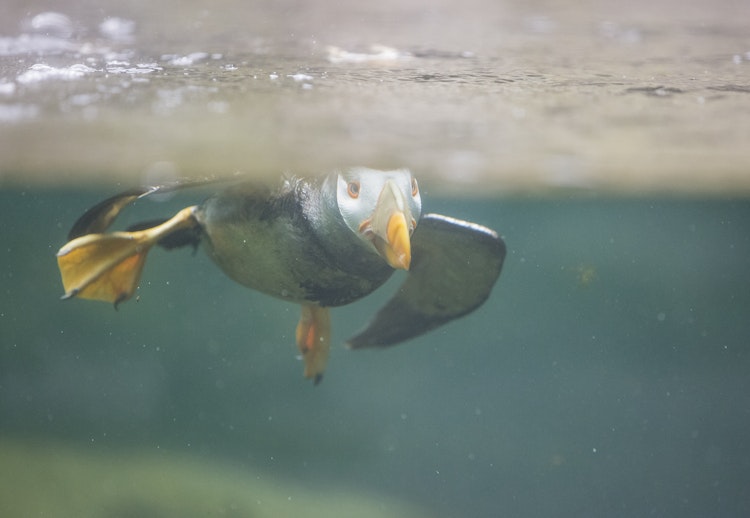 Photo of Seabird Aviary
