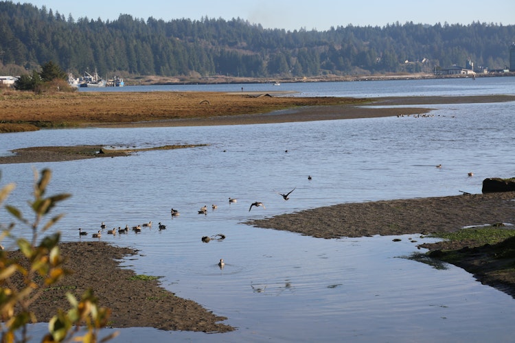 Photo of Estuary Deck Viewpoints