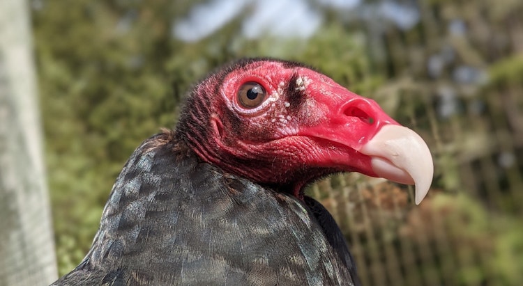 Photo of Turkey Vultures 