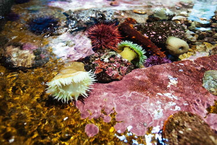 Photo of Rocky Coast