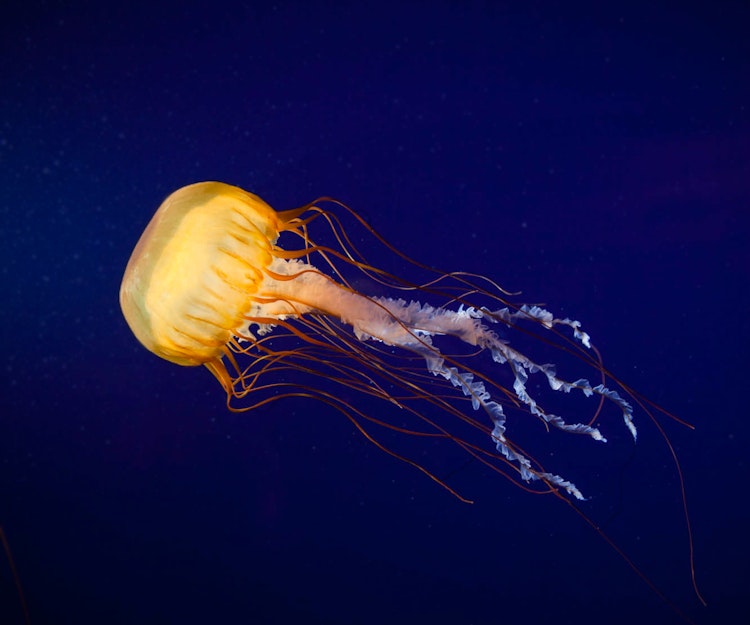 Photo of Jelly Gallery