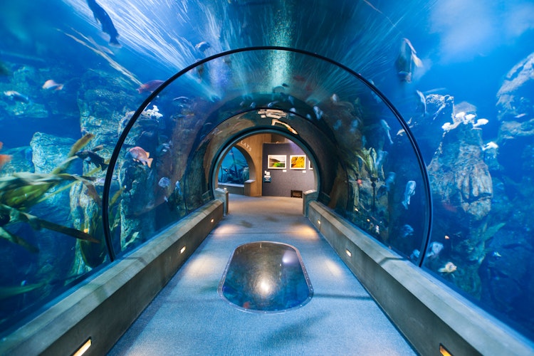 Photo of Passages of the Deep