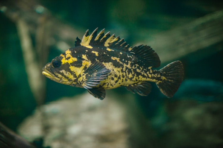 Photo of Orford Reef