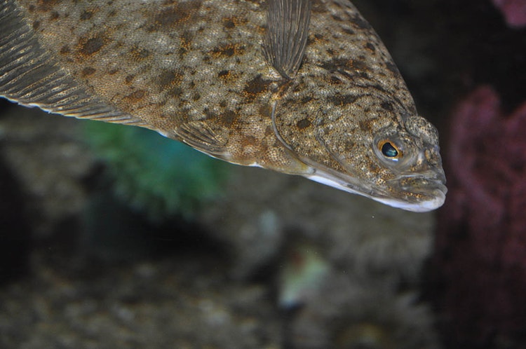 Photo of Halibut Flats