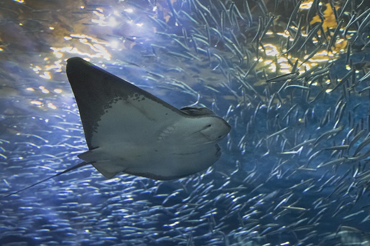 Photo of Open Sea (Shark Tunnel)