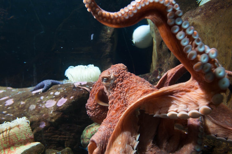 Photo of Octopus Cave