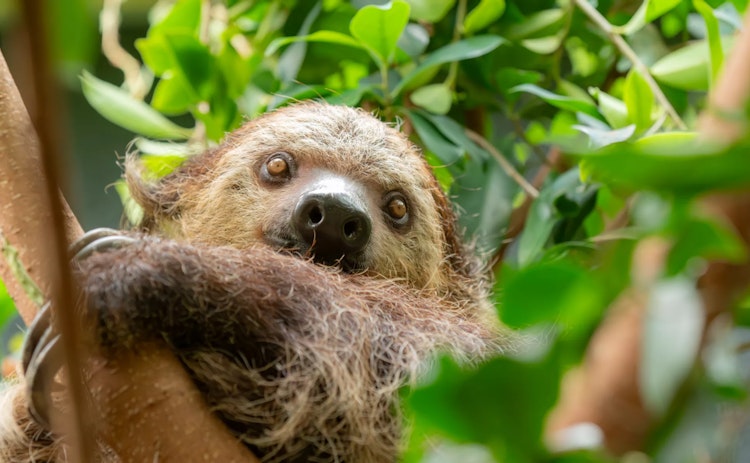 Photo of Linnes two toed sloth