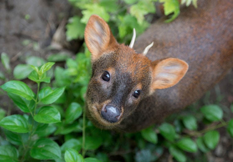 Photo of Pudu