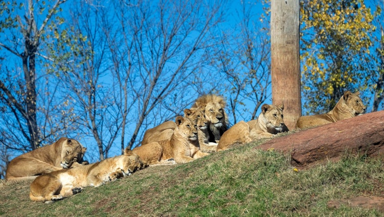 Photo of African Lion