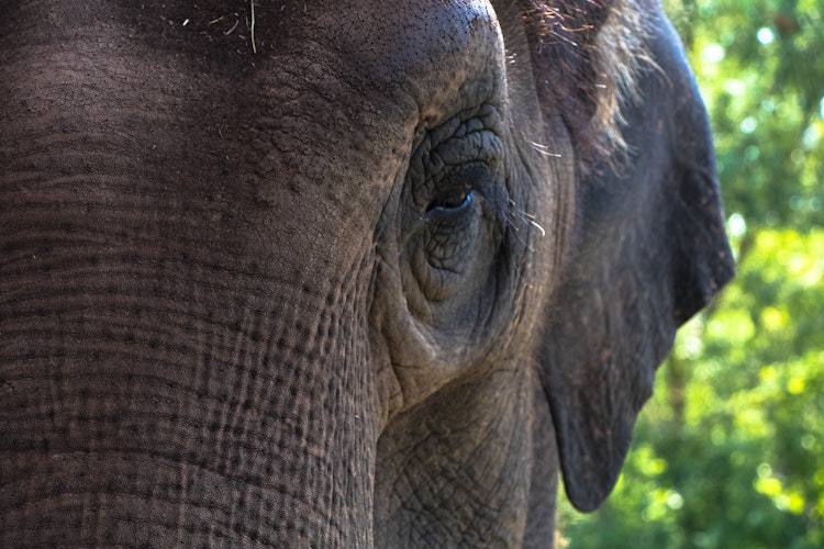 Photo of Asian Elephant