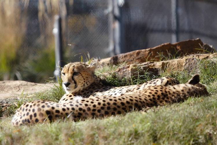Photo of Cheetah