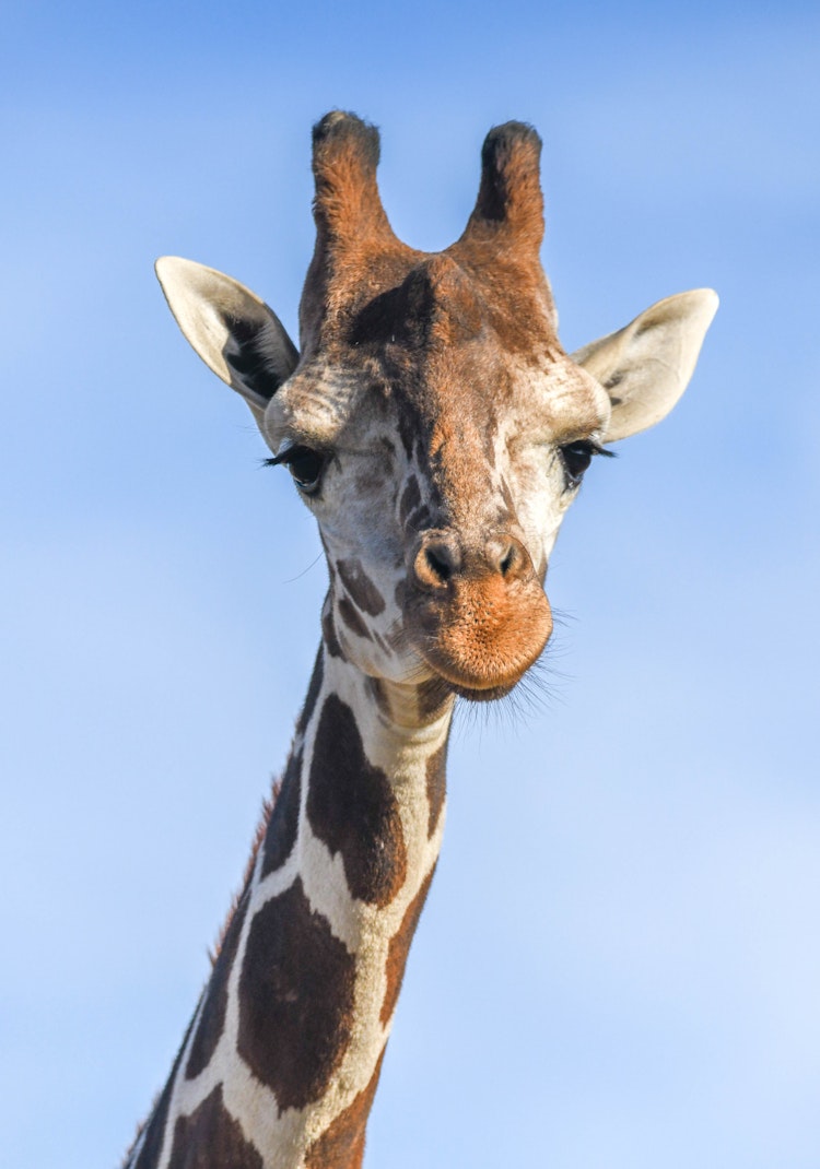 Photo of Giraffe