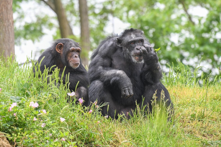 Photo of Chimpanzee