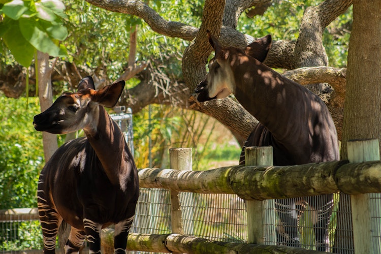 Photo of Okapi
