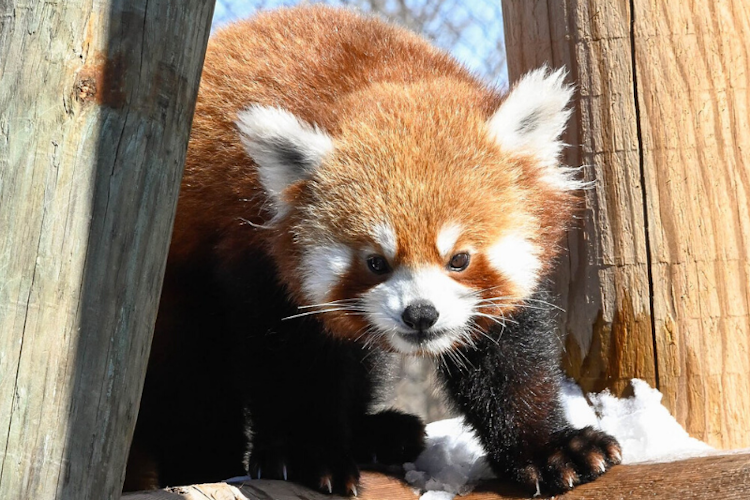 Photo of Red Panda