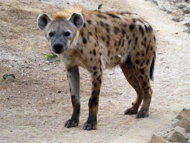 Photo of Spotted Hyena