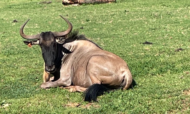Photo of Wildebeest