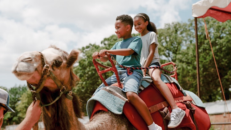 Photo of Camel Rides