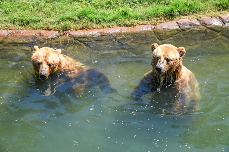 Photo of Grizzly Bear