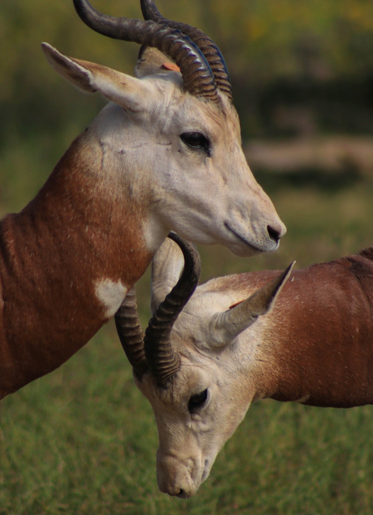 Photo of Addra Gazelle