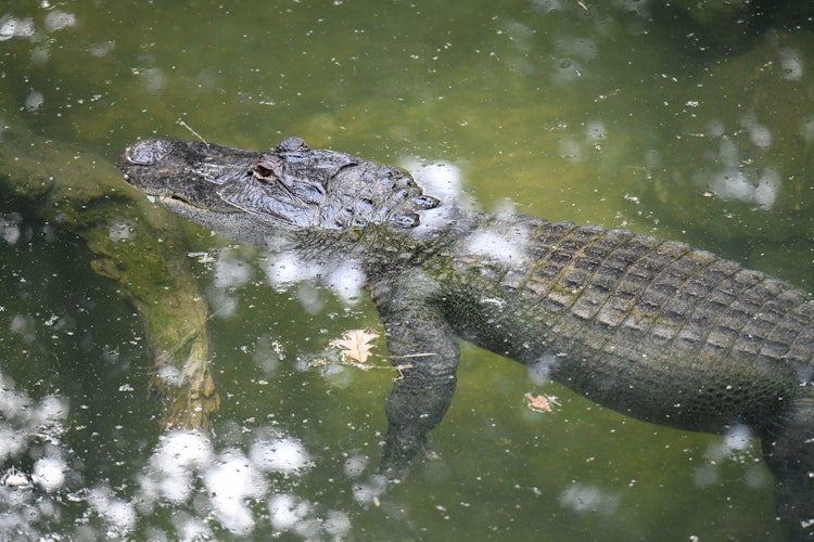 Photo of American Alligator