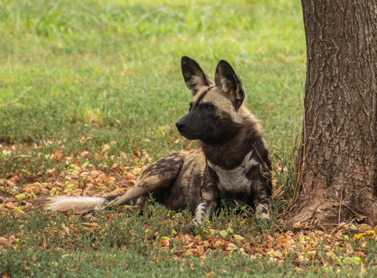 Photo of African Painted Dog