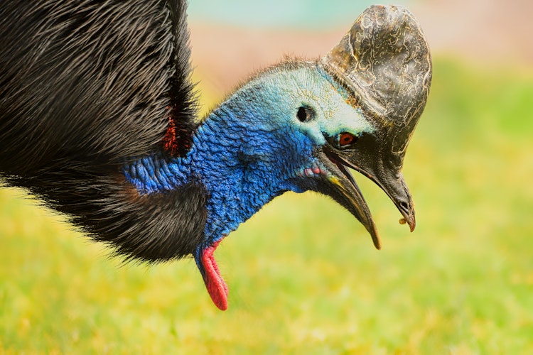 Photo of Southern Double-Wattled Cassowary
