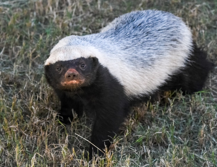 Photo of Honey Badger