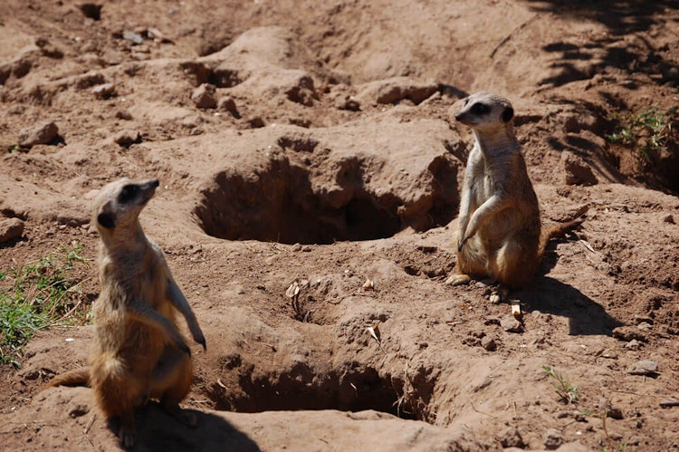 Photo of Meerkat