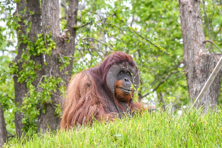 Photo of Orangutan