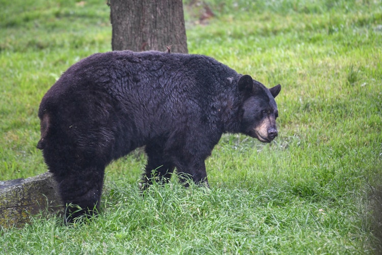 Photo of Black Bear