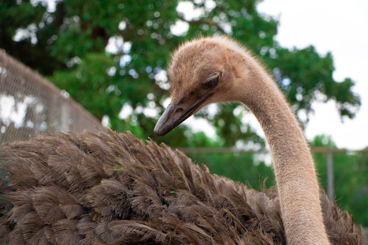 Photo of Common Ostrich