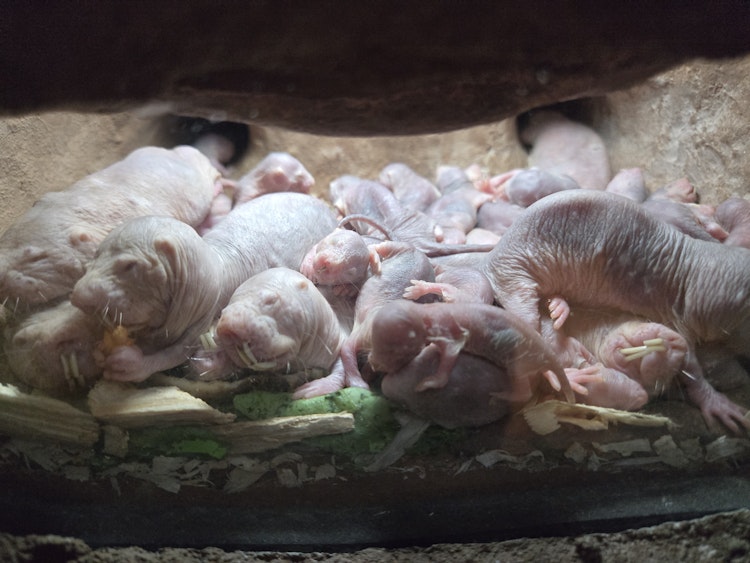 Photo of Naked Mole Rat