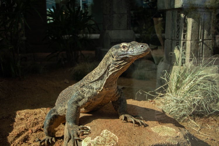 Photo of Komodo Dragon
