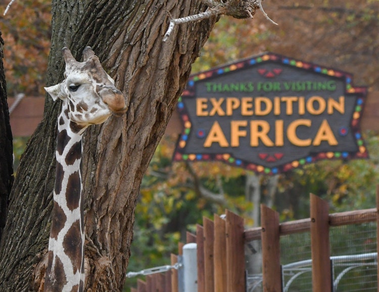 Photo of Expedition Africa