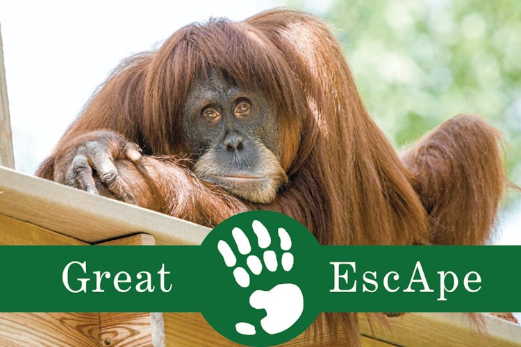 Photo of Great Escape