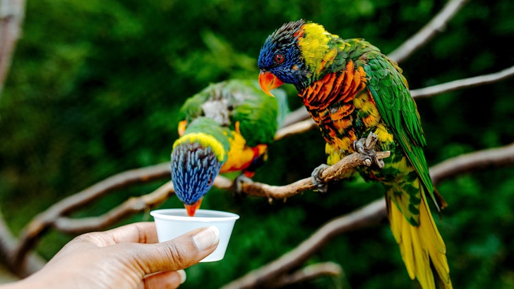 Photo of Explorikeet Feeding